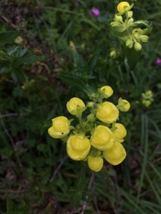 Calceolaria
