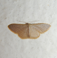 Idaea distinctaria