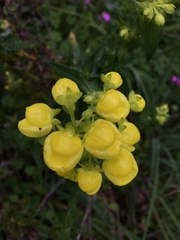 Calceolaria