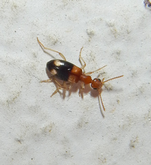 Anthicidae