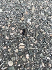 Harpalus pensylvanicus