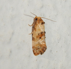 Cochylina