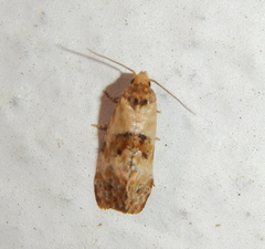 Cochylina