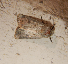 Anarta sodae