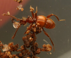 Pselaphinae