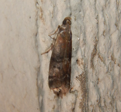 Pyralidae