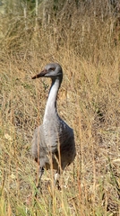 Antigone canadensis