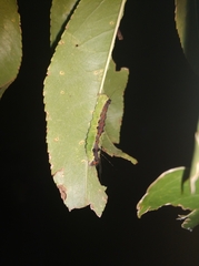 Acronicta intermedia
