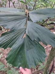 Iriartea deltoidea