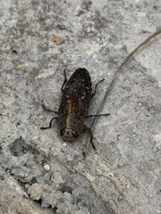 Chrysobothris basalis