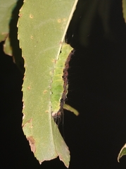 Acronicta intermedia