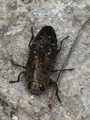 Chrysobothris basalis