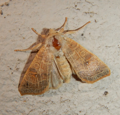 Xanthia ocellaris