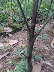 Iriartea deltoidea