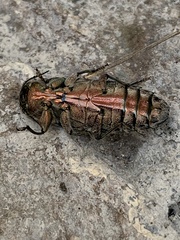 Chrysobothris basalis