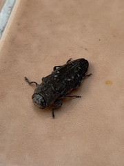 Chrysobothris basalis