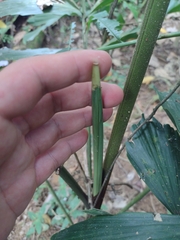 Iriartea deltoidea
