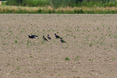 Corvus cornix × corone