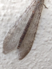 Vella fallax