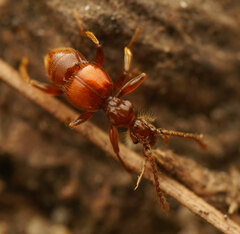 Pselaphinae