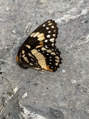 Chlosyne lacinia adjutrix