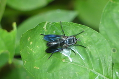 Hermya