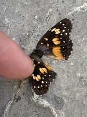 Chlosyne lacinia adjutrix