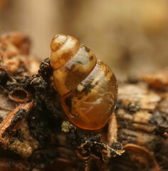 Tornatellinops jacksonensis