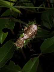 Limacodidae