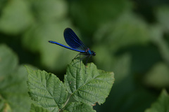 Calopteryx splendens caprai