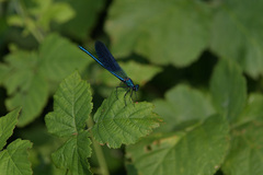 Calopteryx splendens caprai