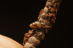 Tornatellinops jacksonensis