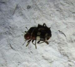 Enoclerus quadrisignatus