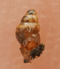 Tornatellinops jacksonensis