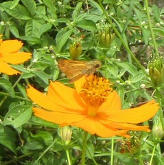 Hylephila phyleus