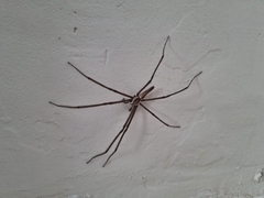 Euprosthenops