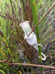 Bradypodion damaranum