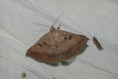 Blasticorhinus rivulosa