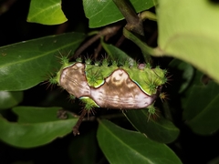 Limacodidae