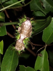 Limacodidae