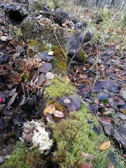 Hericium