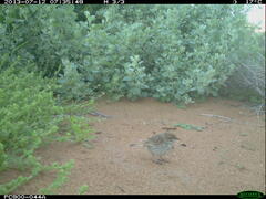 Calamanthus campestris