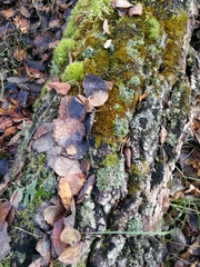 Hericium