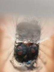 Miltogramminae