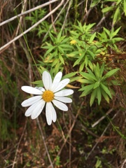 Osmitopsis osmitoides