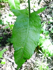 Rumex sanguineus