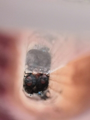 Miltogramminae