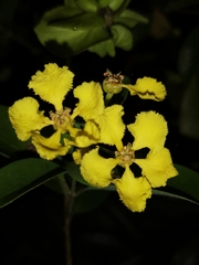 Callaeum macropterum