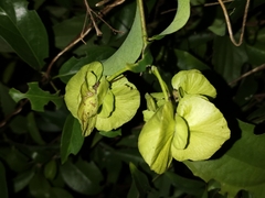 Callaeum macropterum