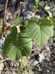 Vitis berlandieri